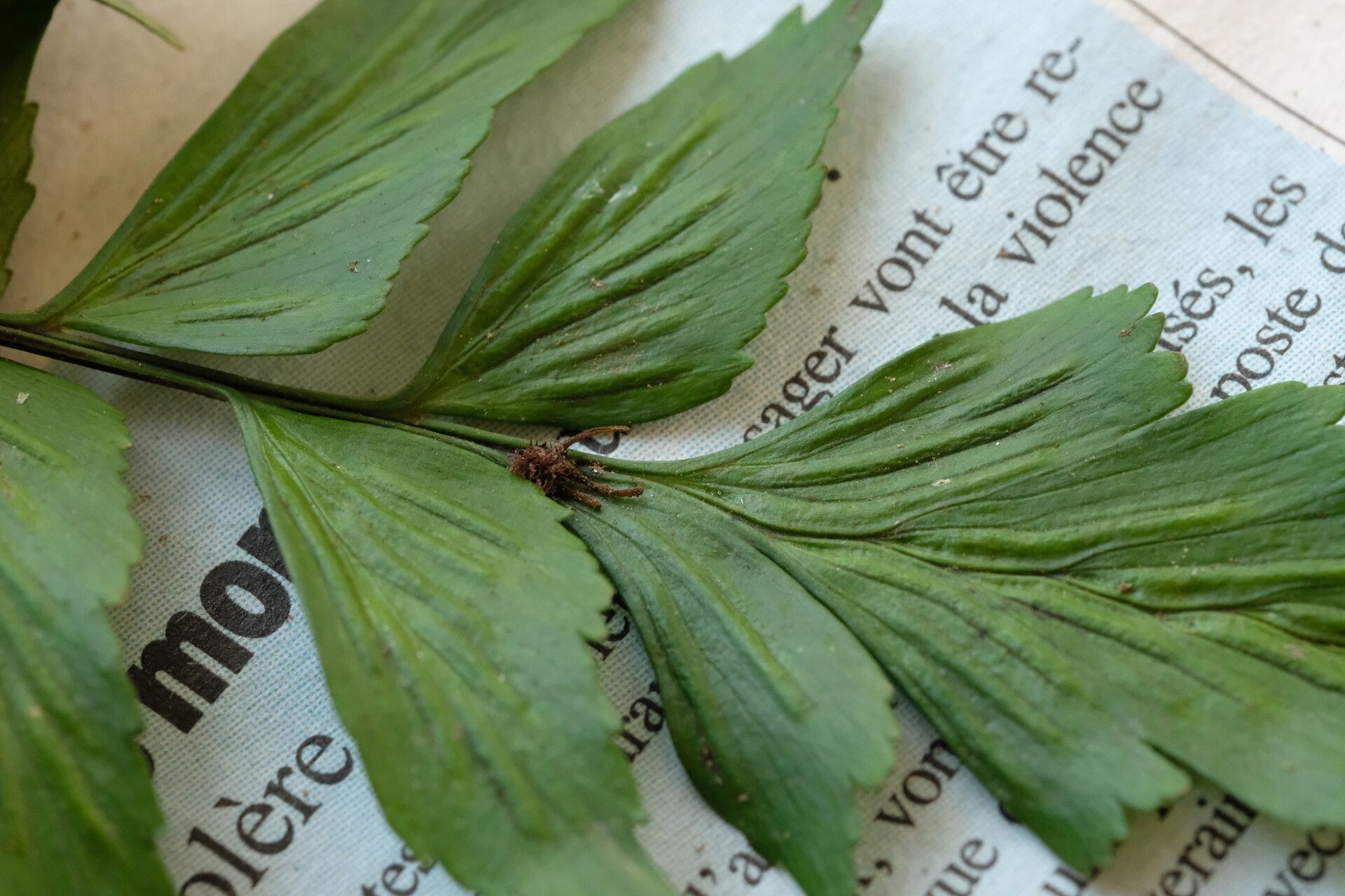 Asplenium eurysorum leaf