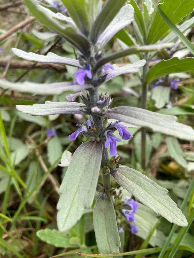 Ajuga integrifolia flower