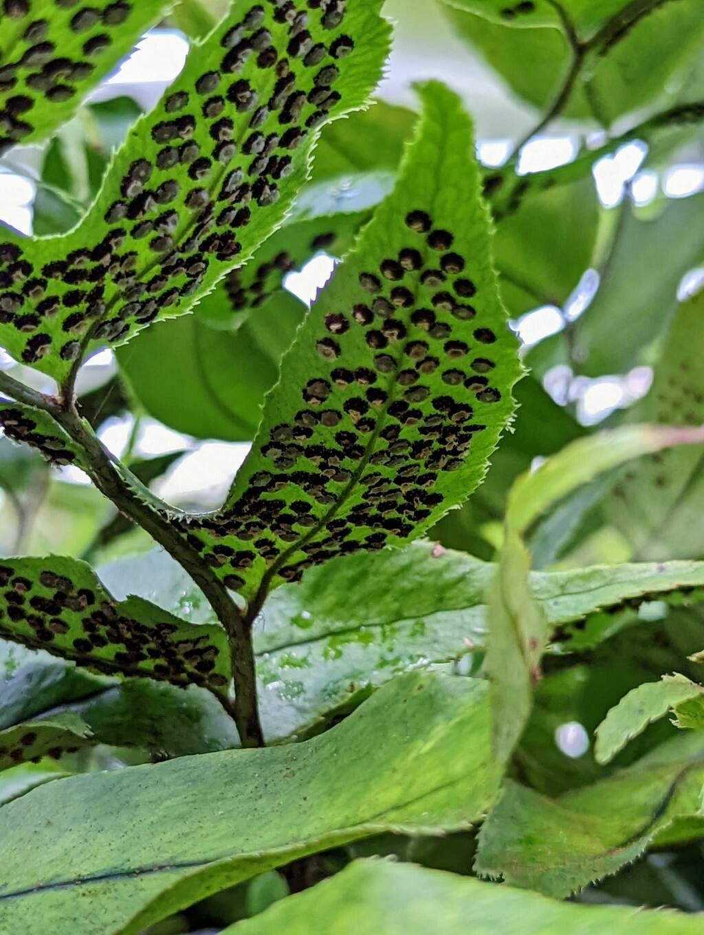 Phanerophlebia juglandifolia fruit