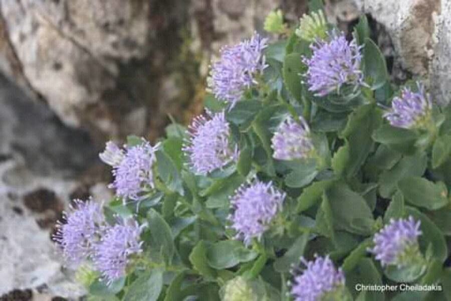 Campanula jacquinii — houseplant care guide