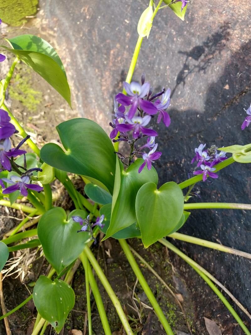 Pontederia paniculata — search result for 'Pontederia'