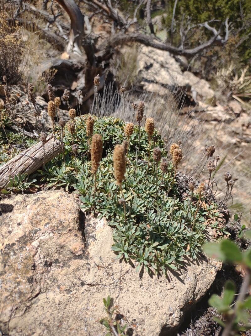 Petrophytum caespitosum fruit