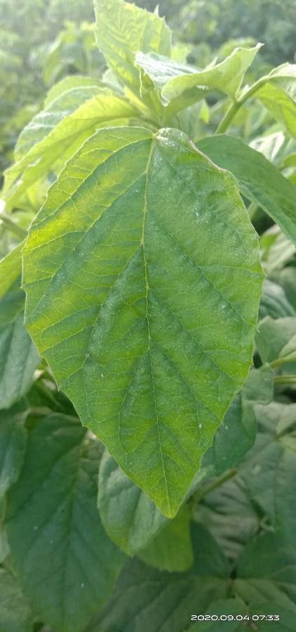 Cyamopsis tetragonoloba — houseplant care guide