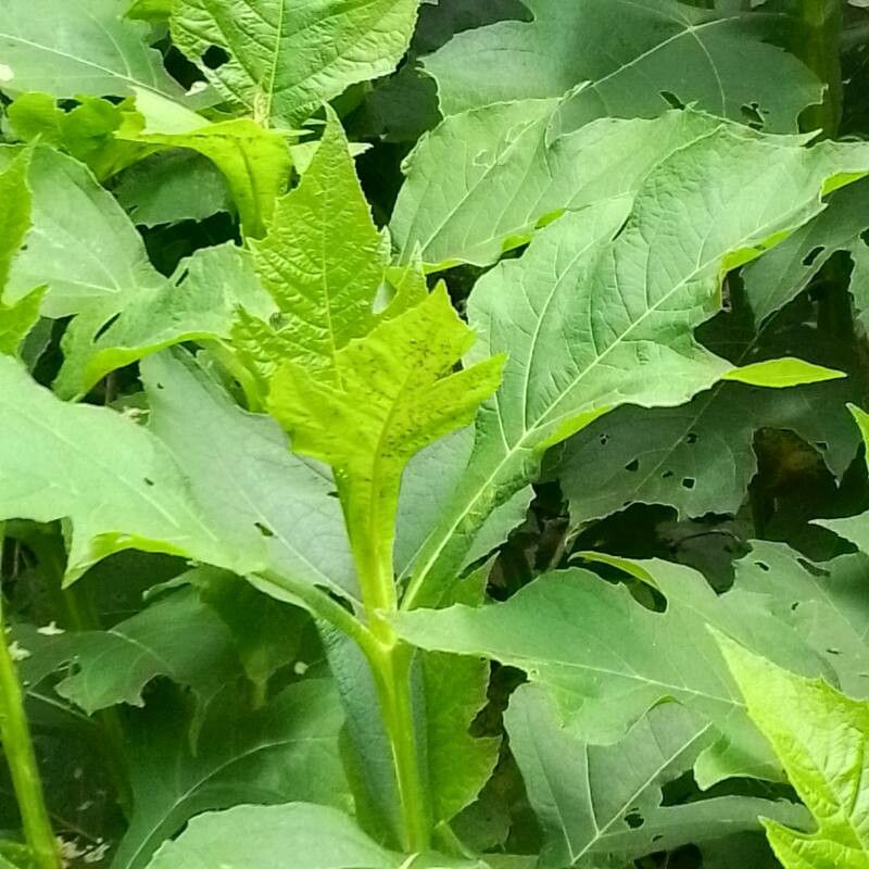 Verbesina fastigiata leaf