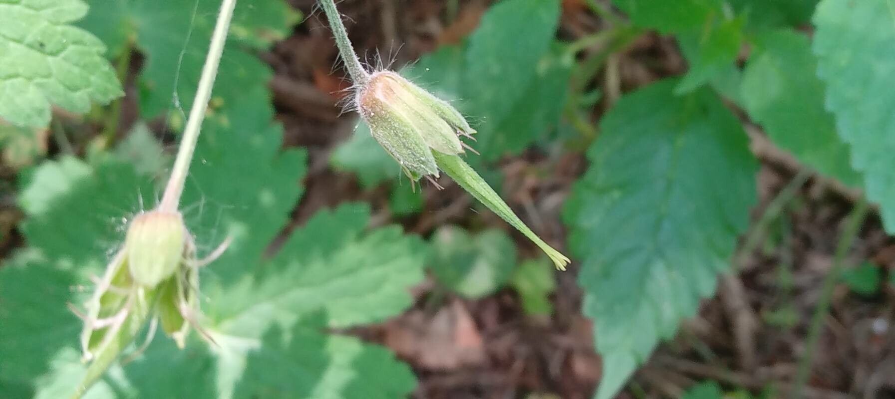 Geranium phaeum fruit