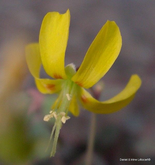 Oxalis novae-caledoniae flower