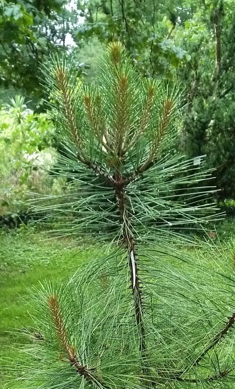 Pinus arizonica
