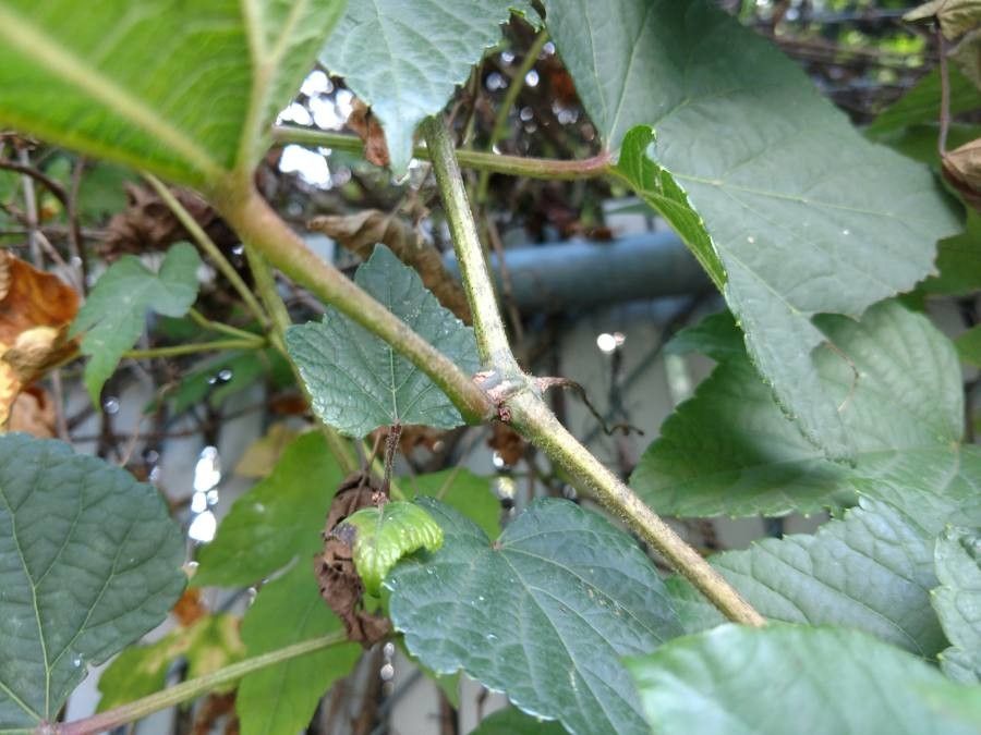Ampelopsis brevipedunculata bark