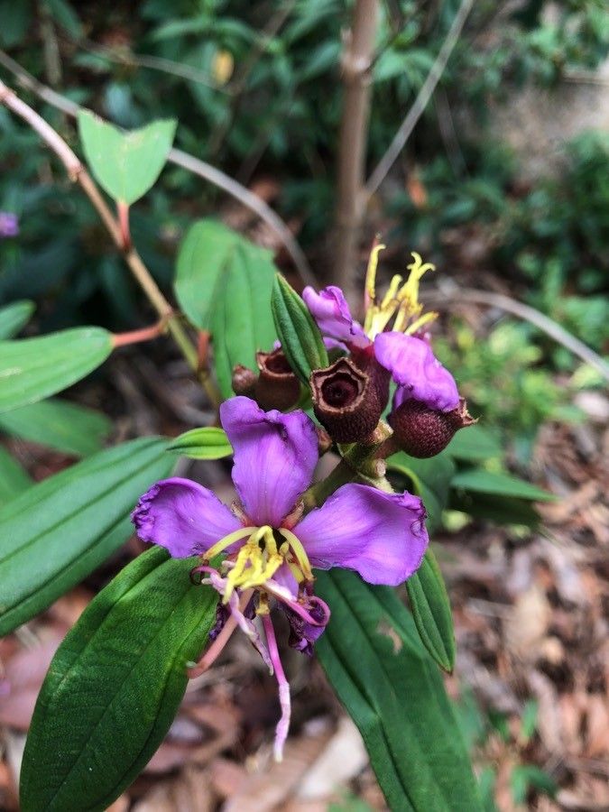 Melastoma malabathricum flower