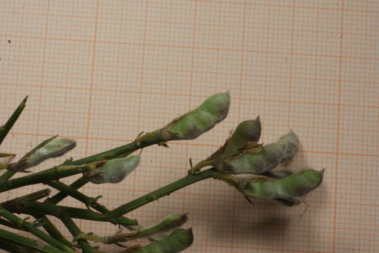 Genista aspalathoides fruit