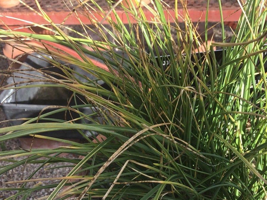 Moraea sisyrinchium — search result for 'Iris'