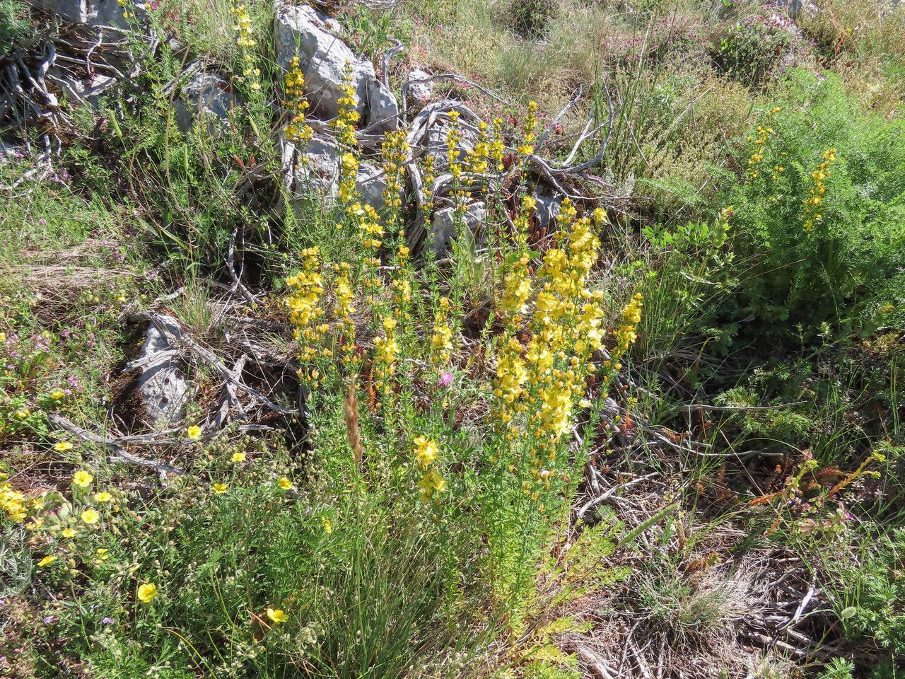 Hypericum hyssopifolium habit