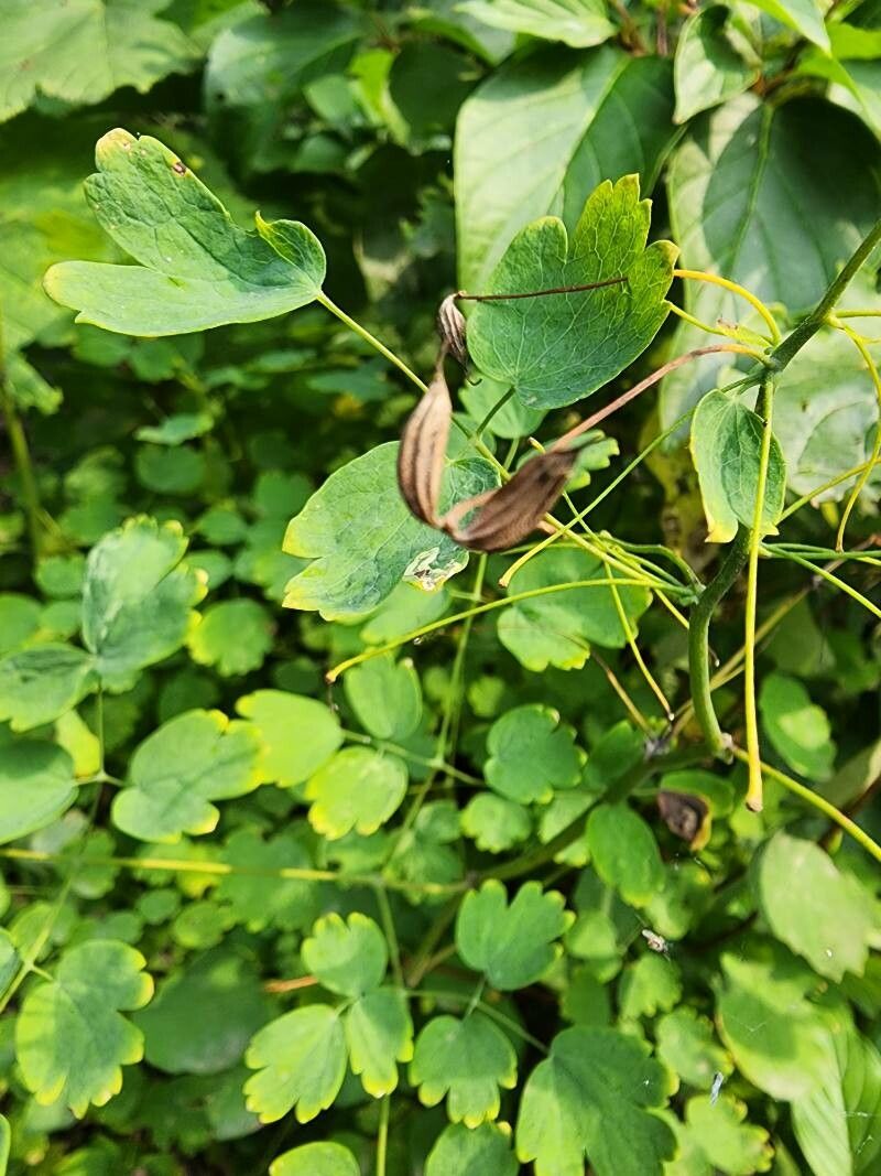 Thalictrum occidentale fruit