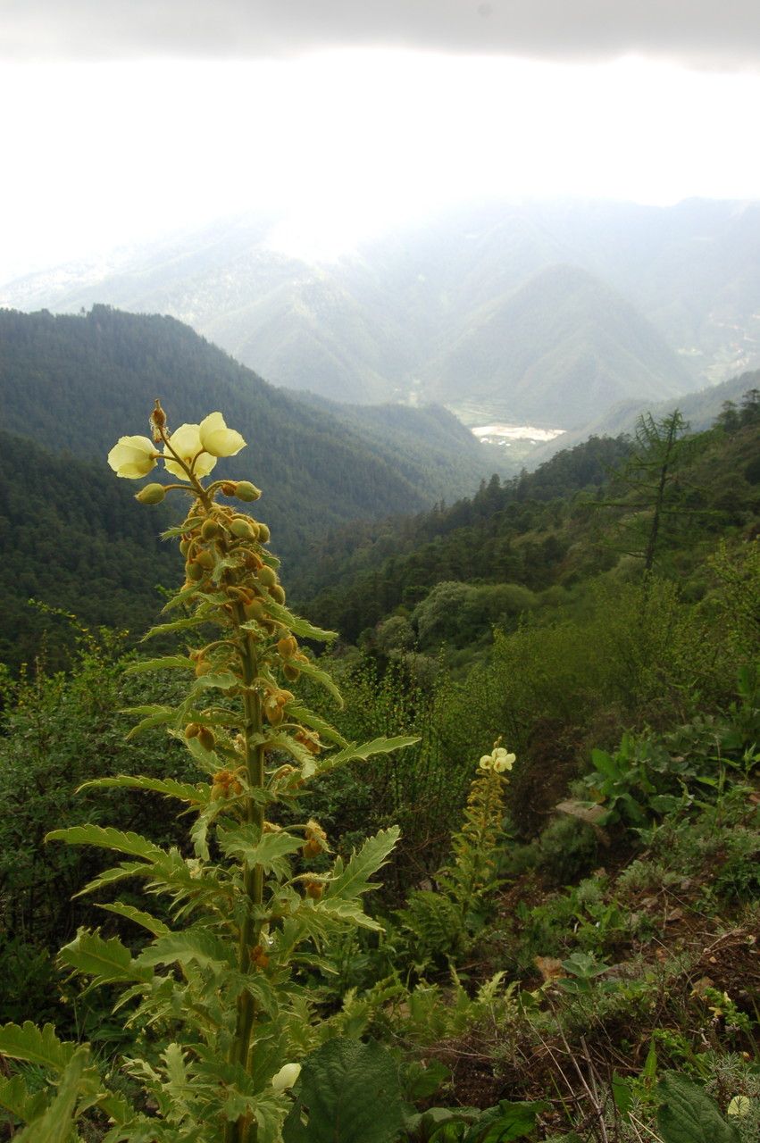 Papaver paniculatum habit