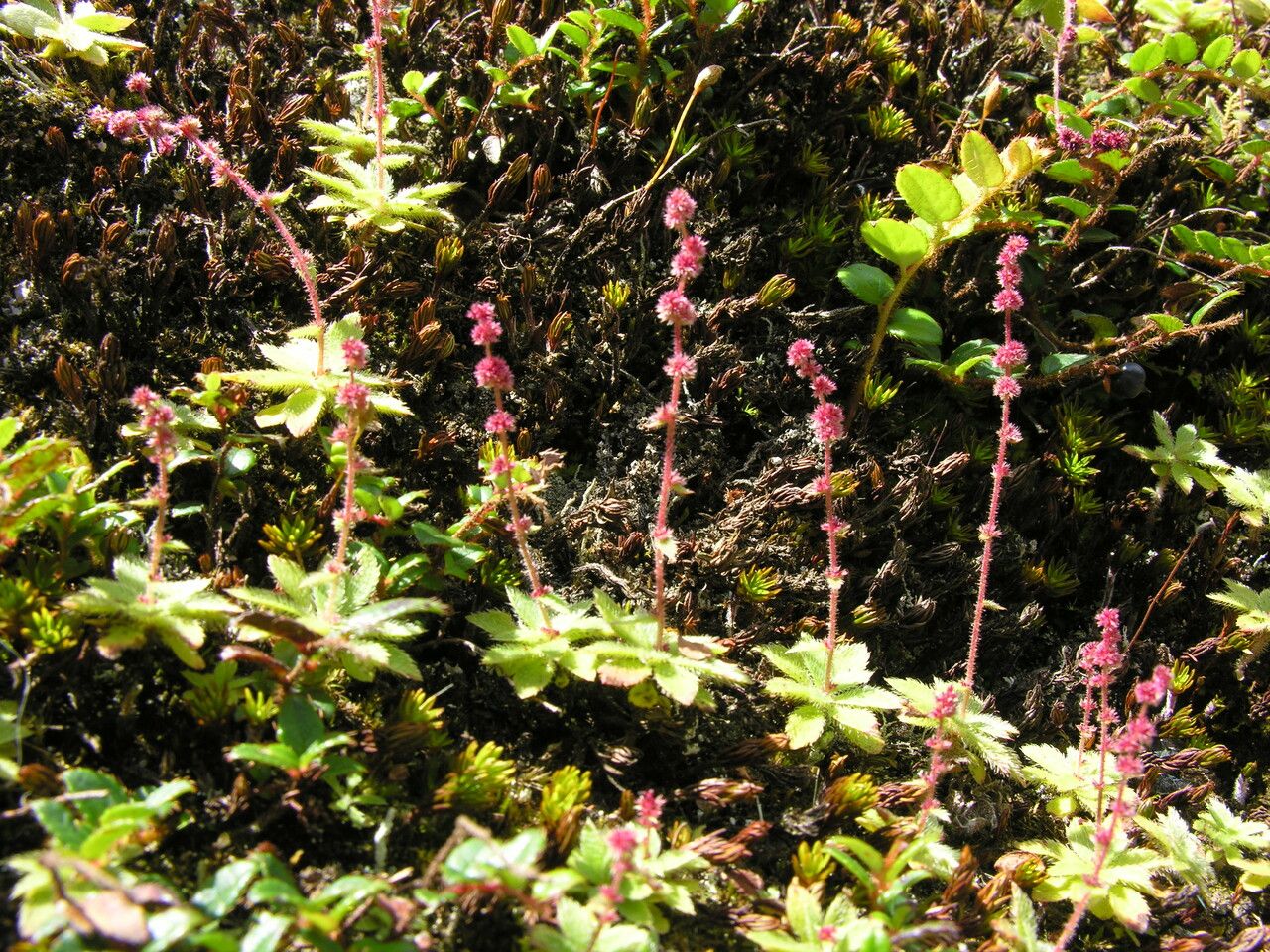 Saxifraga strigosa — houseplant care guide
