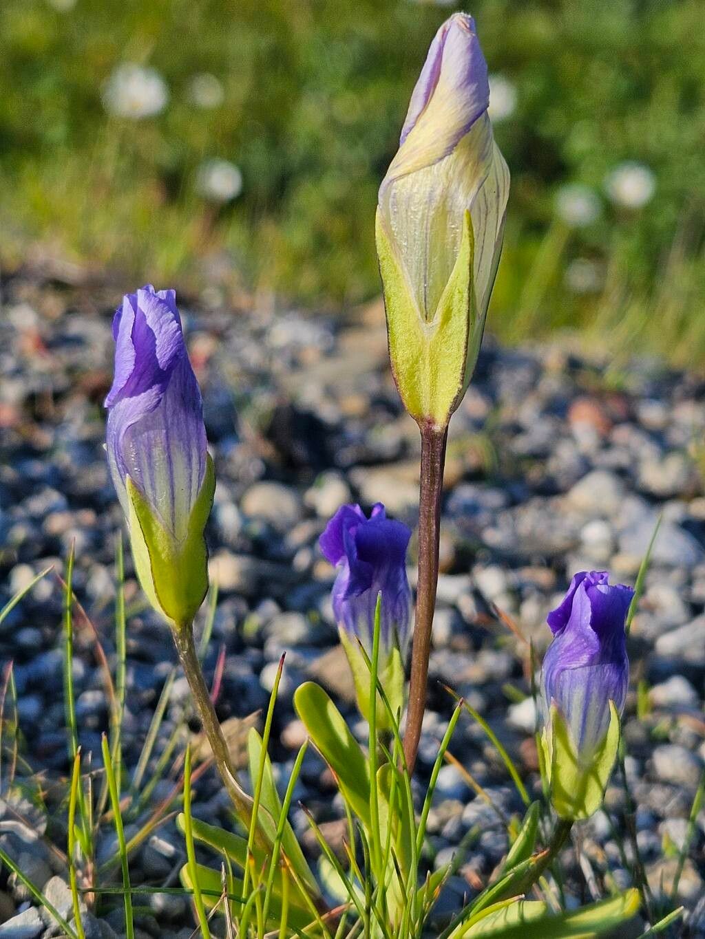 Gentianopsis nesophila — houseplant care guide