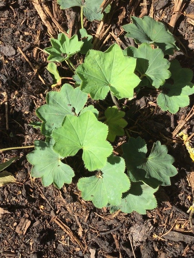 Alchemilla aranica — search result for 'Alchemilla'