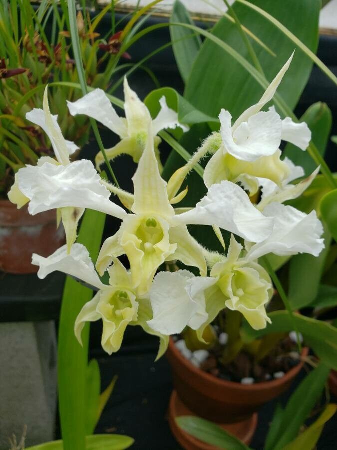 Dendrobium forbesii flower