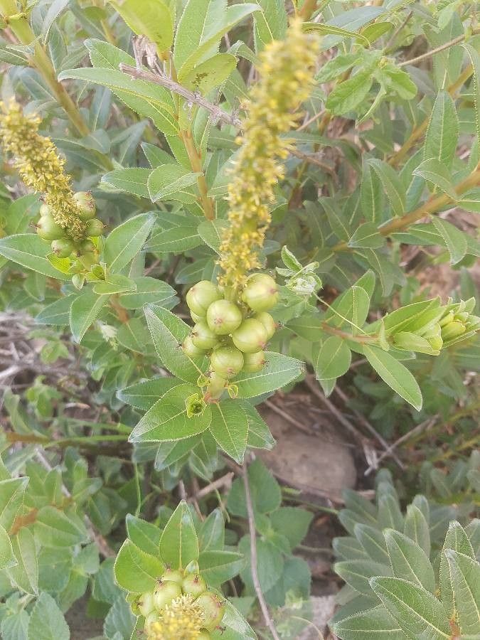 Stillingia sylvatica fruit