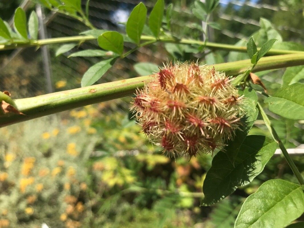 Glycyrrhiza echinata flower