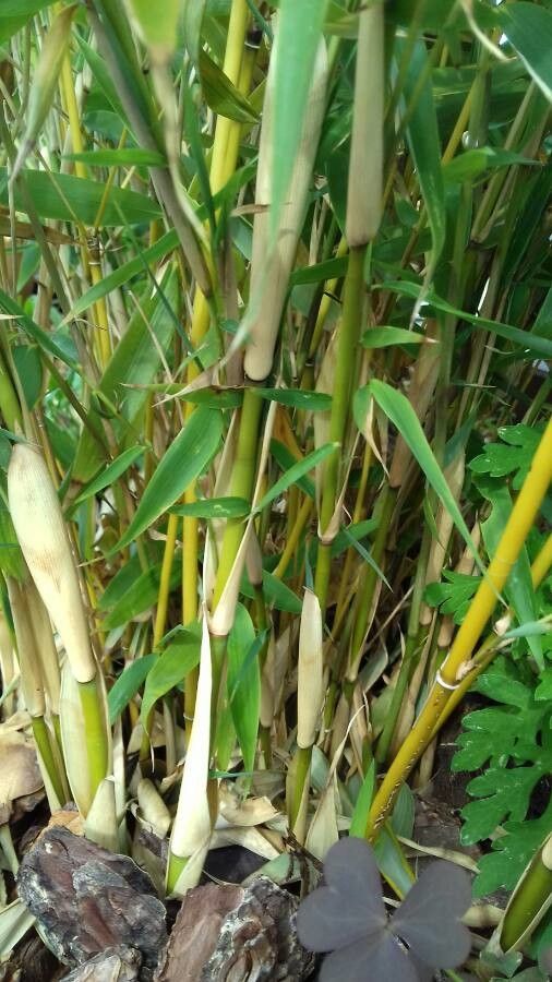 Fargesia robusta bark