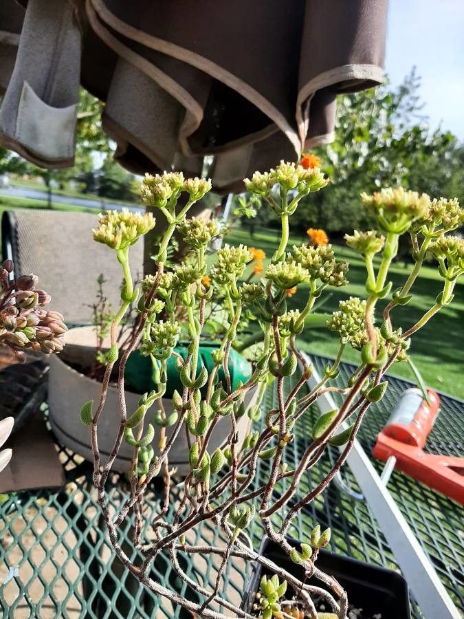 Crassula atropurpurea leaf