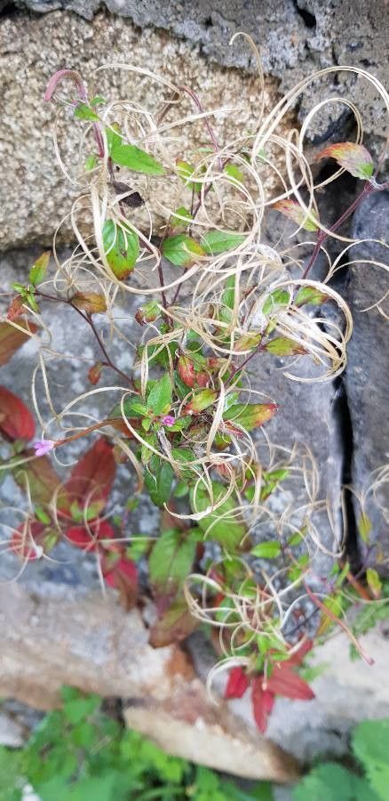 Epilobium anagallidifolium flower