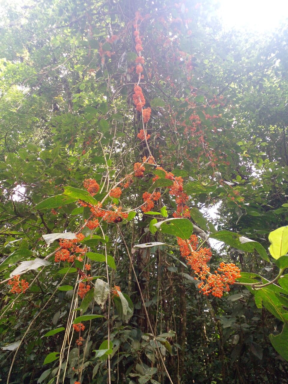 Urera lianoides fruit