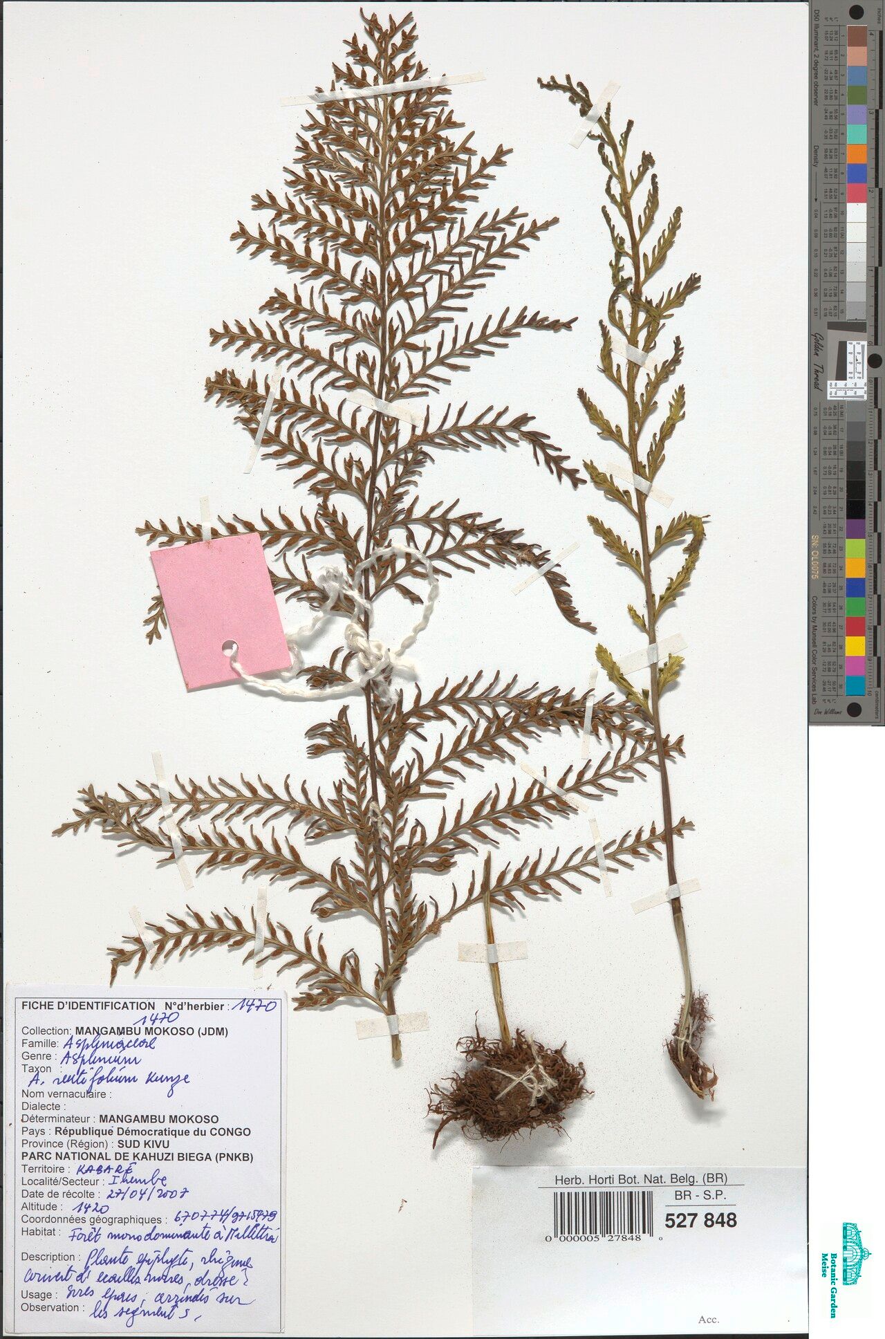 Asplenium loxoscaphoides — houseplant care guide