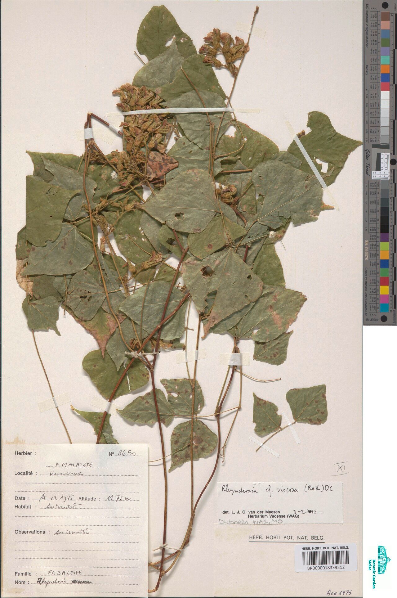 Rhynchosia kilimandscharica — houseplant care guide