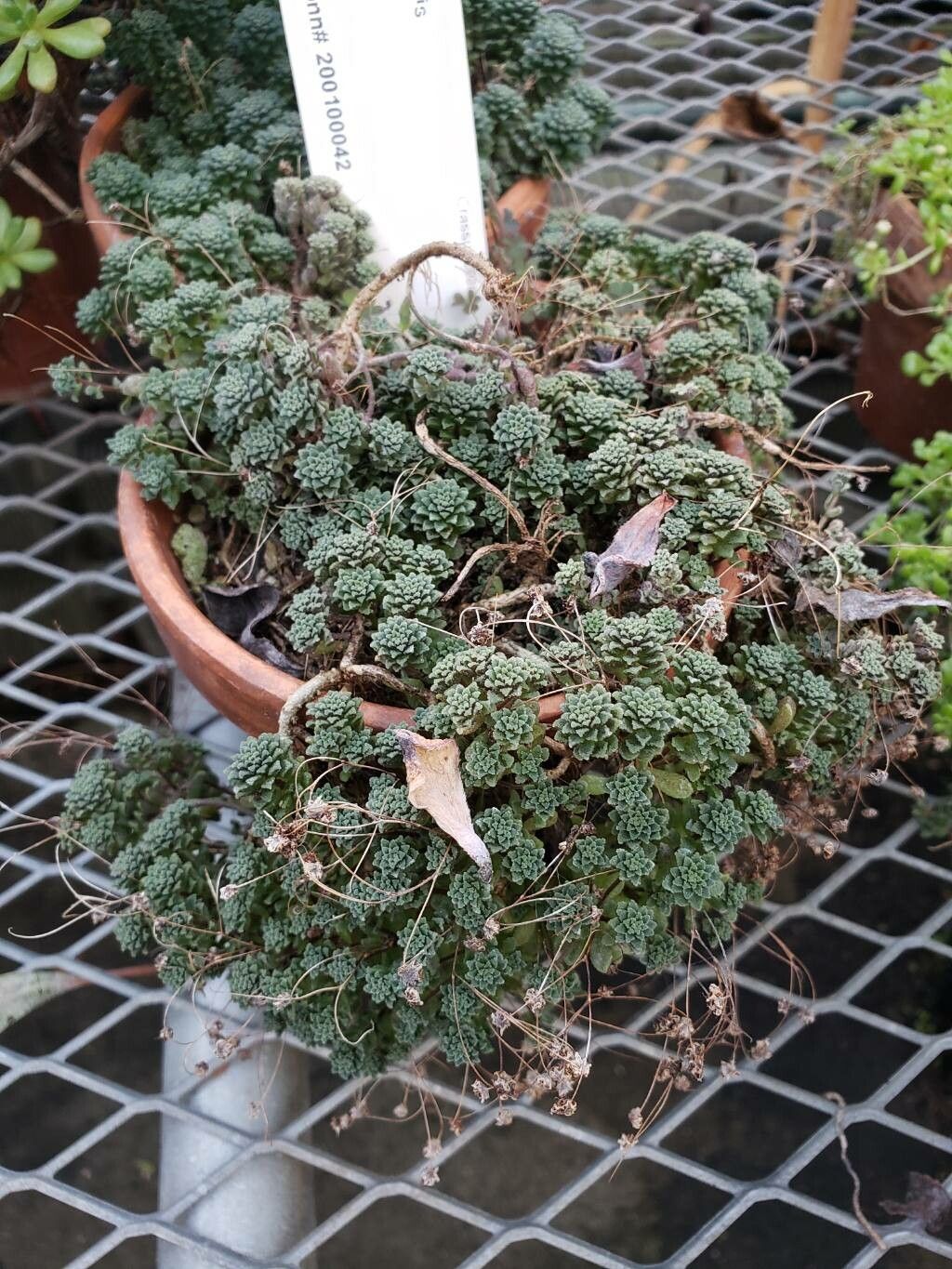 Monanthes subcrassicaulis habit