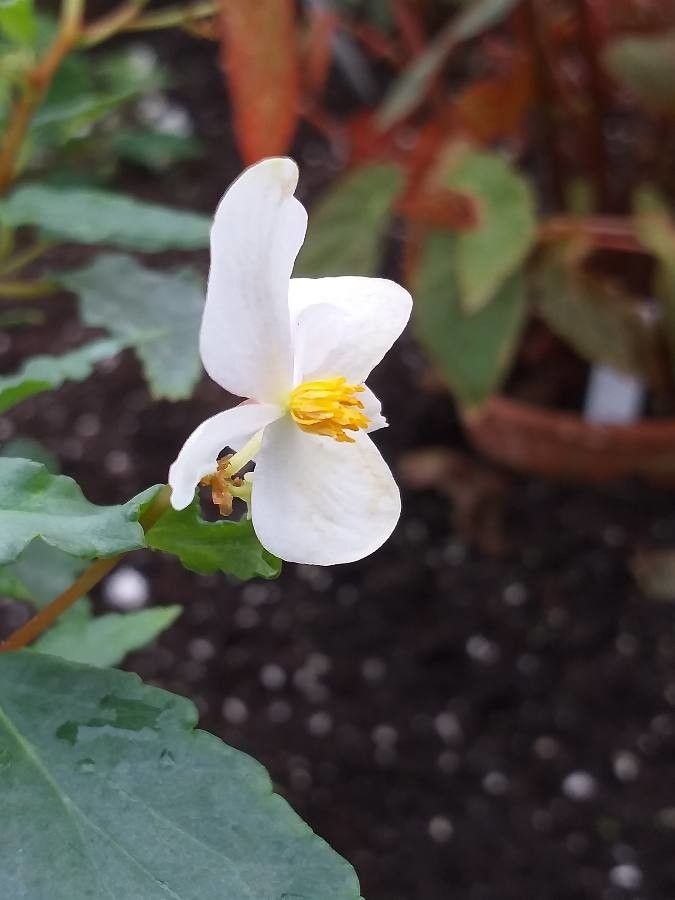 Begonia cubensis flower
