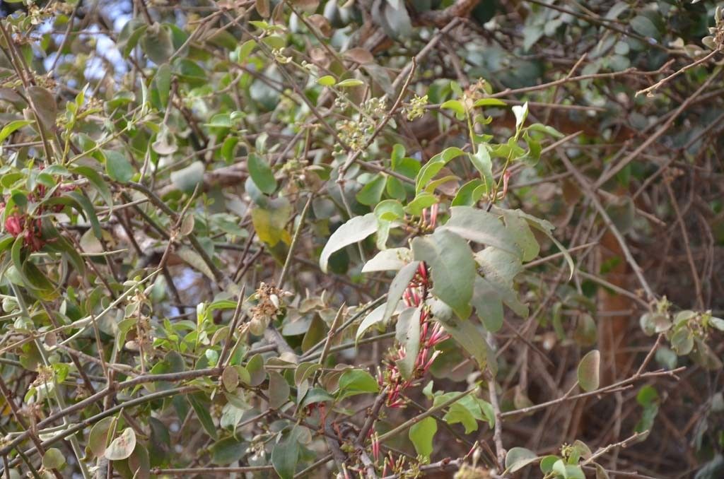 Tapinanthus bangwensis habit