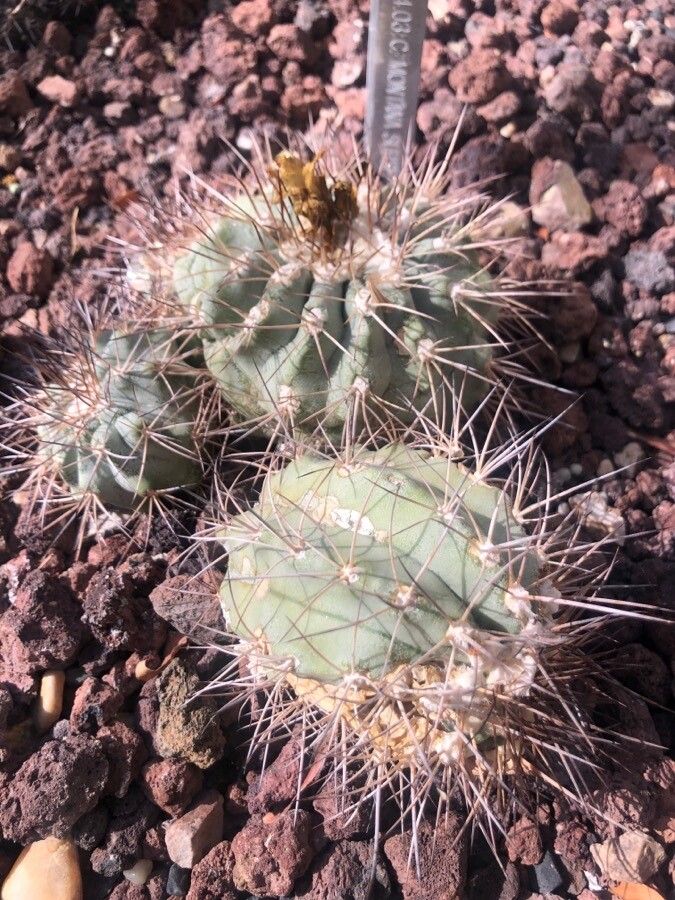 Copiapoa montana — houseplant care guide