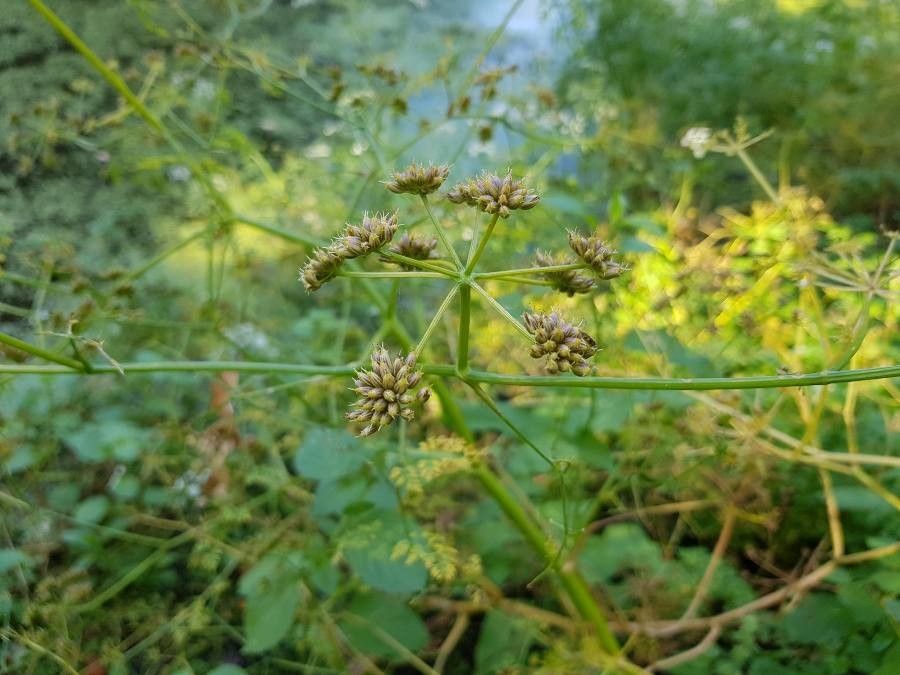 Oenanthe aquatica fruit