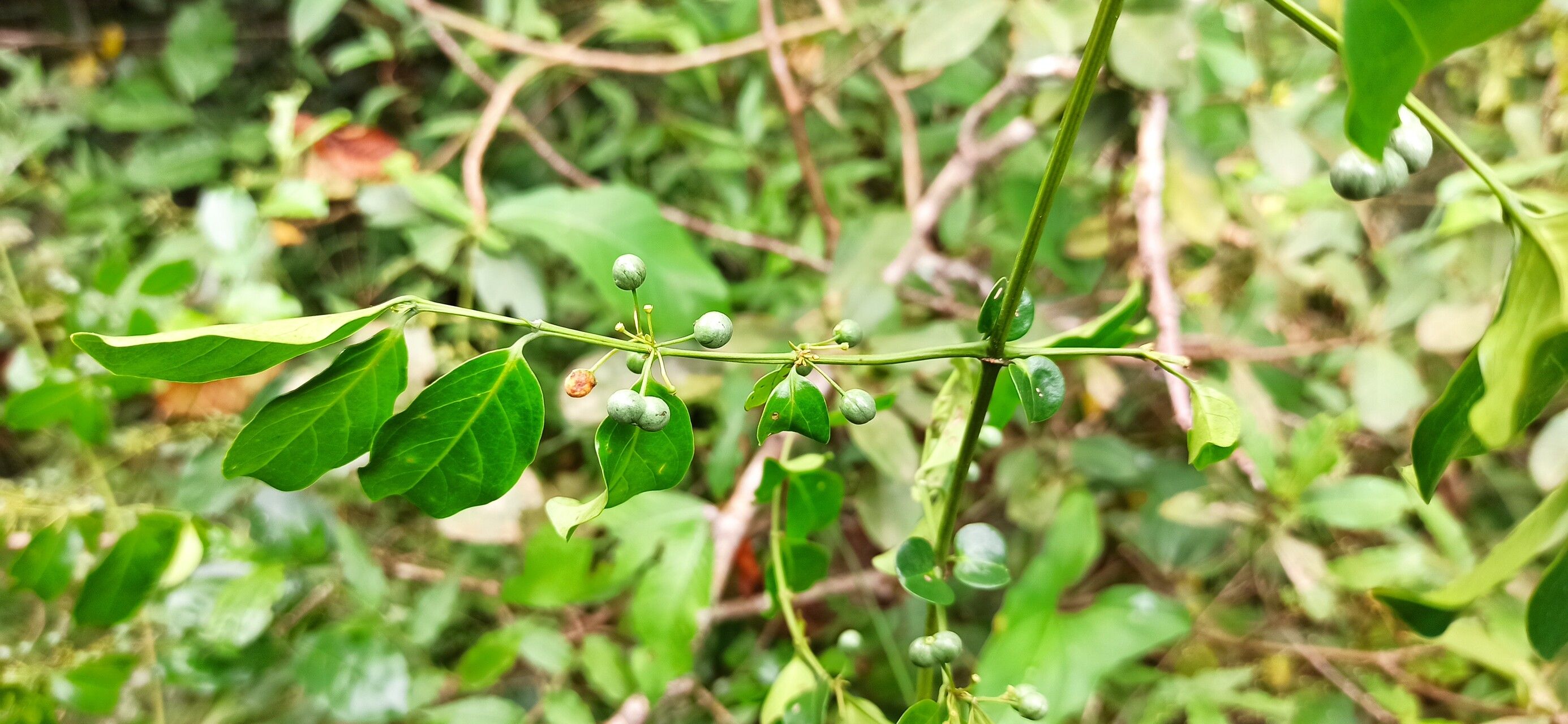 Psydrax acutiflorus fruit