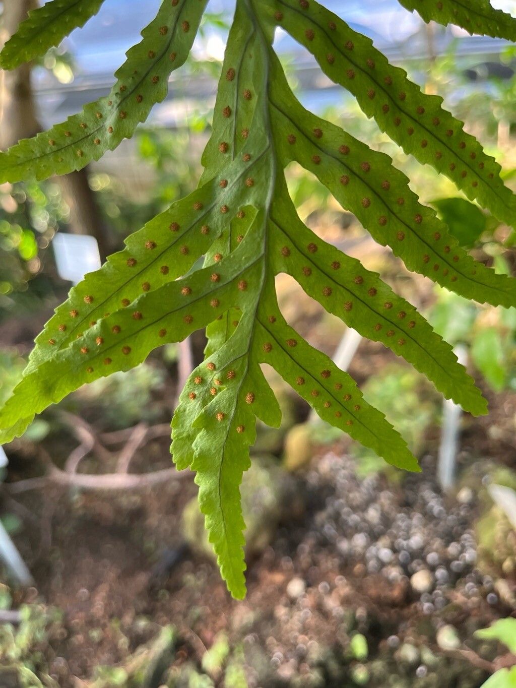 Polypodium macaronesicum other