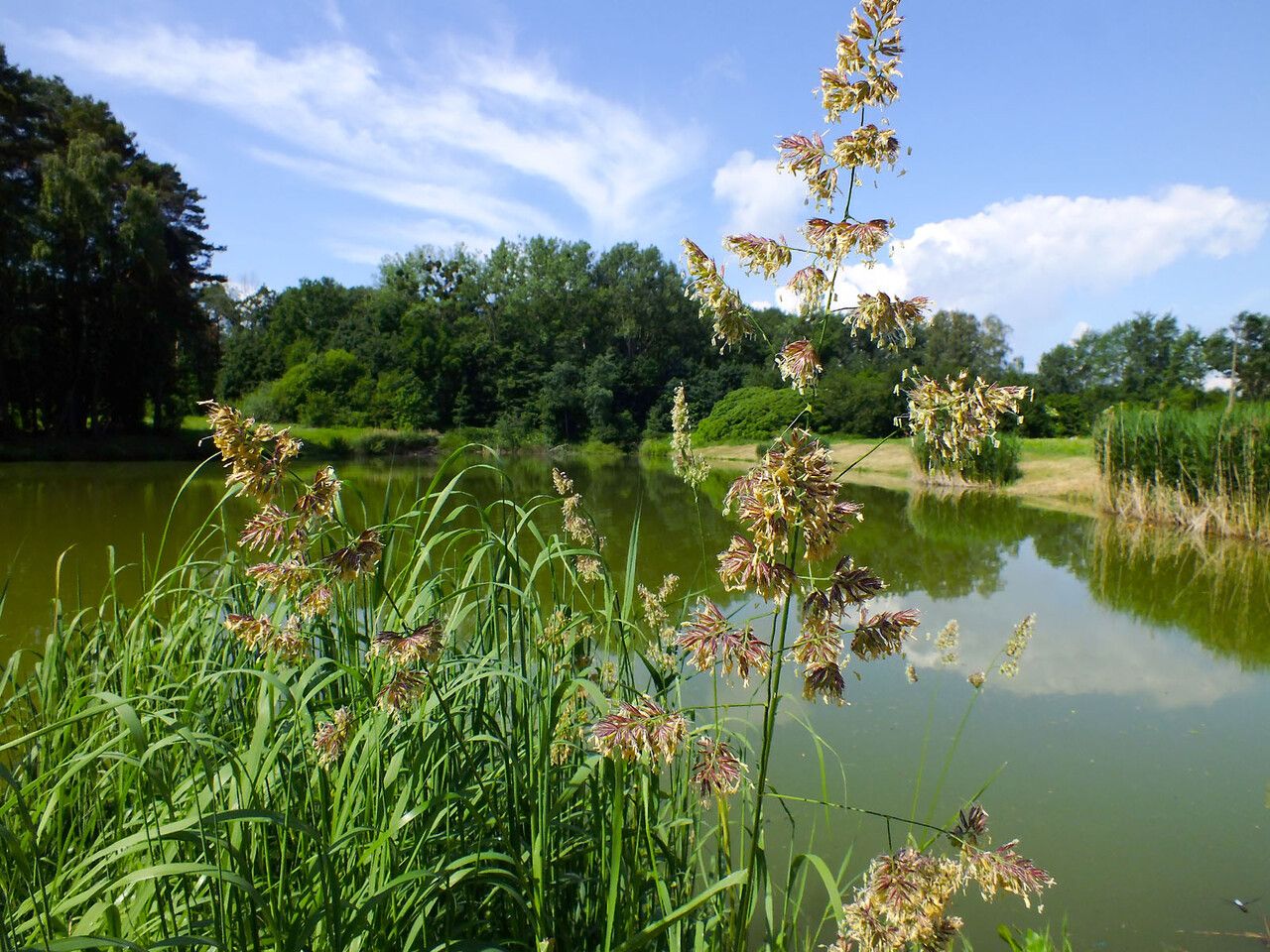 Calamagrostis sesquiflora habit