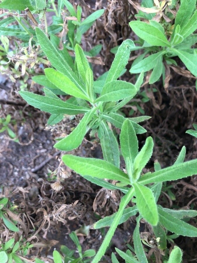Dittrichia graveolens — search result for 'Aster'