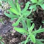 Dittrichia graveolens