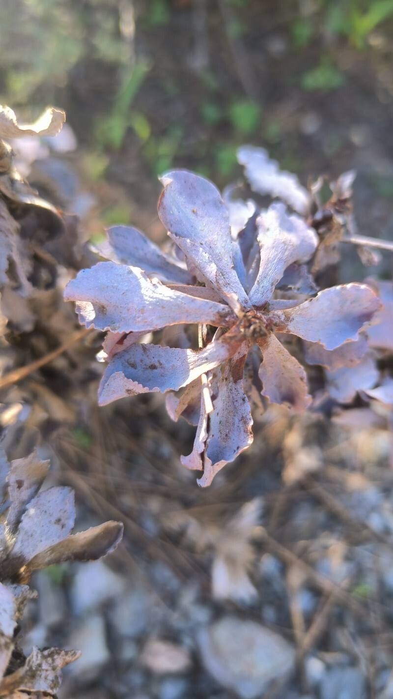 Limonium estevei — houseplant care guide