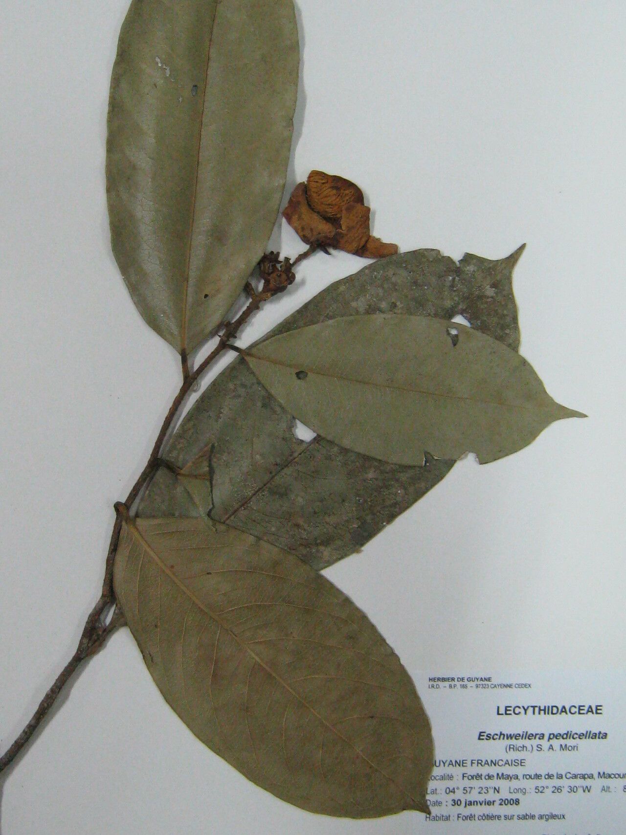 Eschweilera pedicellata other