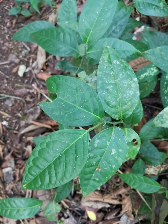 Piper darienense leaf