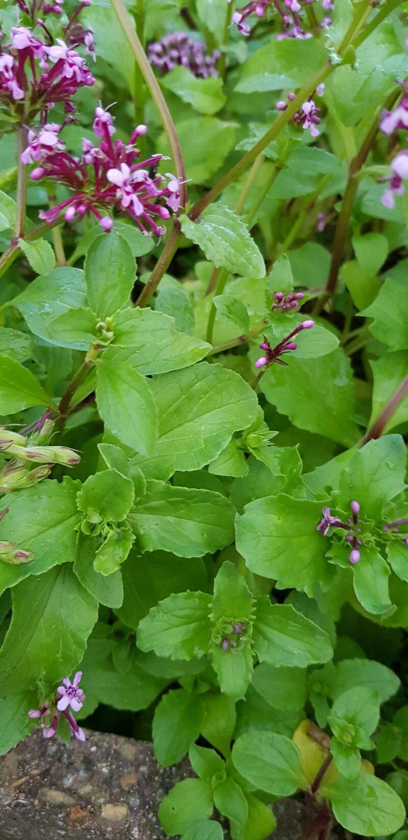 Valeriana graciliflora leaf