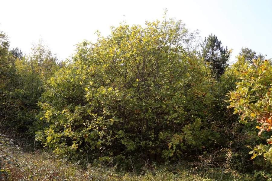 Quercus hartwissiana habit