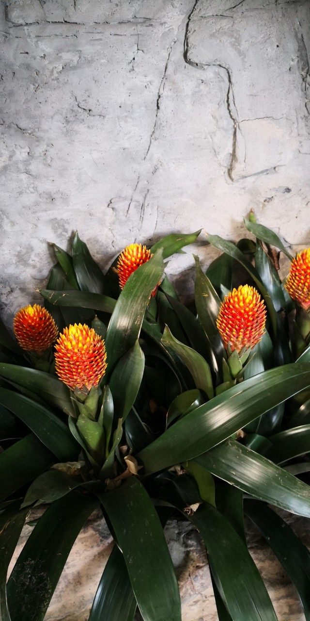 Billbergia pyramidalis habit