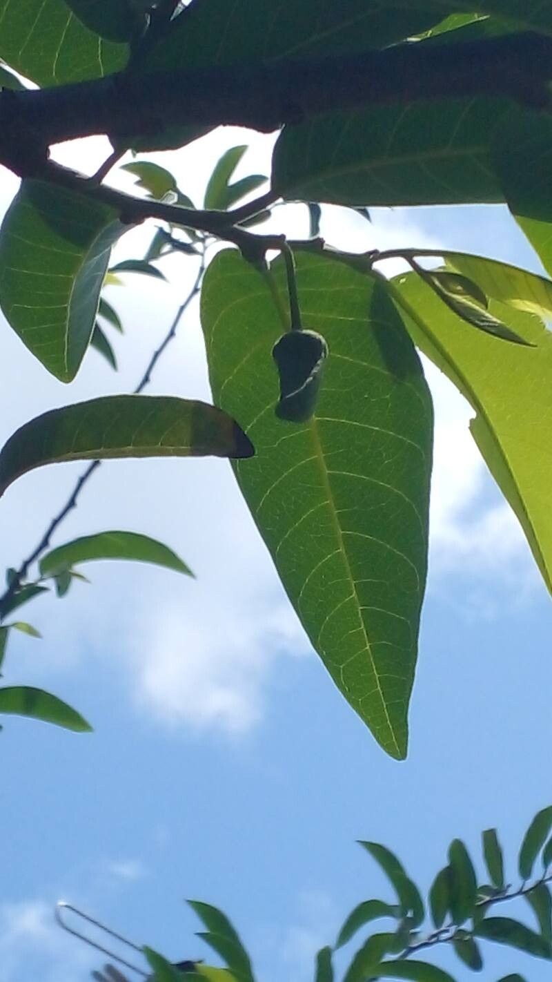 Annona × atemoya flower