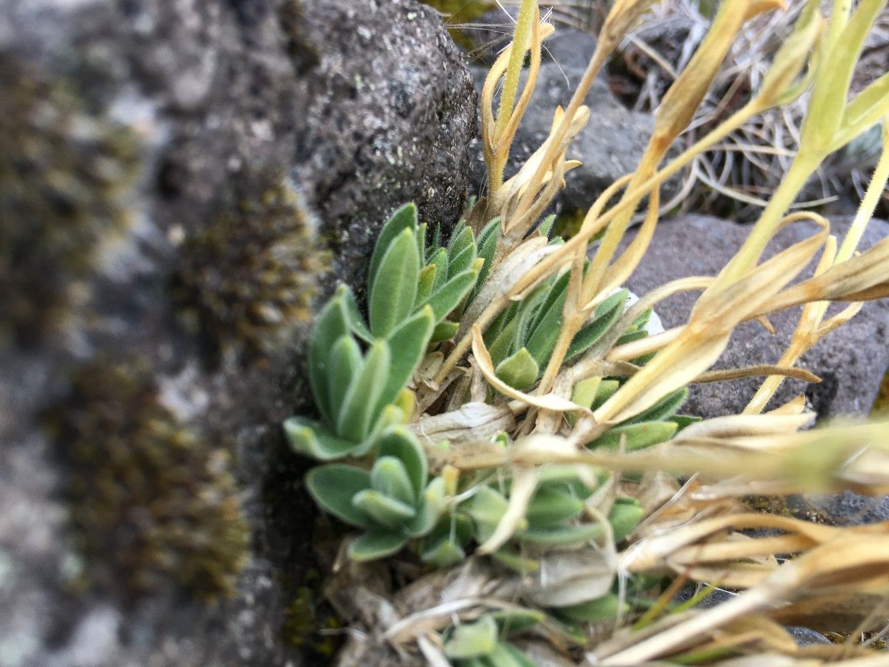 Cerastium vulcanicum — houseplant care guide