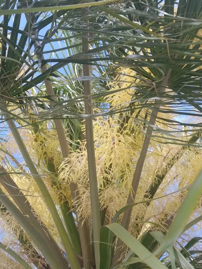 Sabal palmetto flower