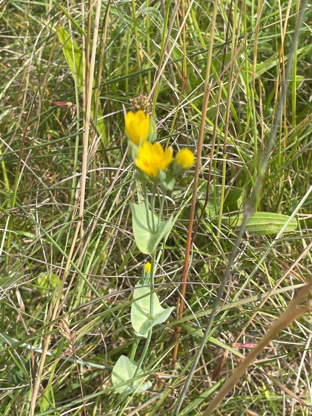 Blackstonia acuminata leaf